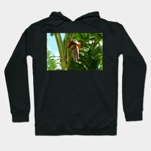 Banana Tree Flower Hoodie